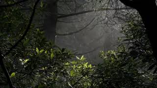 Suara Hujan Tanpa Petir Di Hutan - Suara Hujan Pengantar Tidur - Relaksasi Tidur Untuk Insomnia