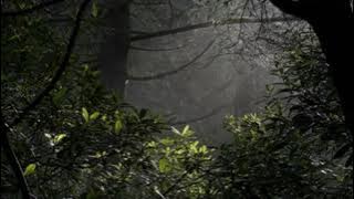 Suara Hujan Tanpa Petir Di Hutan - Suara Hujan Pengantar Tidur - Relaksasi Tidur Untuk Insomnia