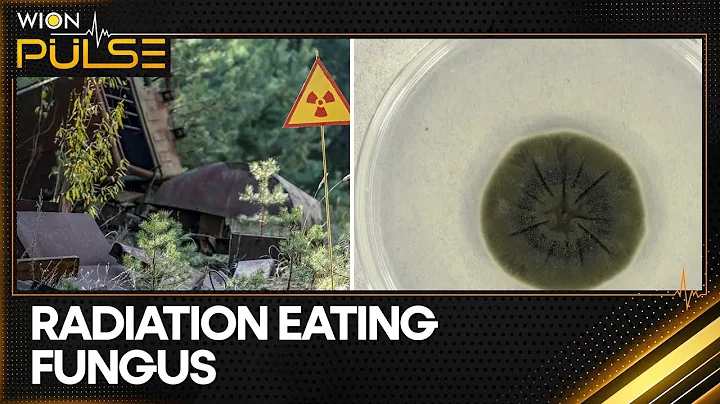 Scientists Discover Fungus That Eats Radiation in Chernobyl | WION Pulse