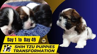 Shih Tzu Puppies transformation | Day 1 to Day 49 | Happy Dog Tales