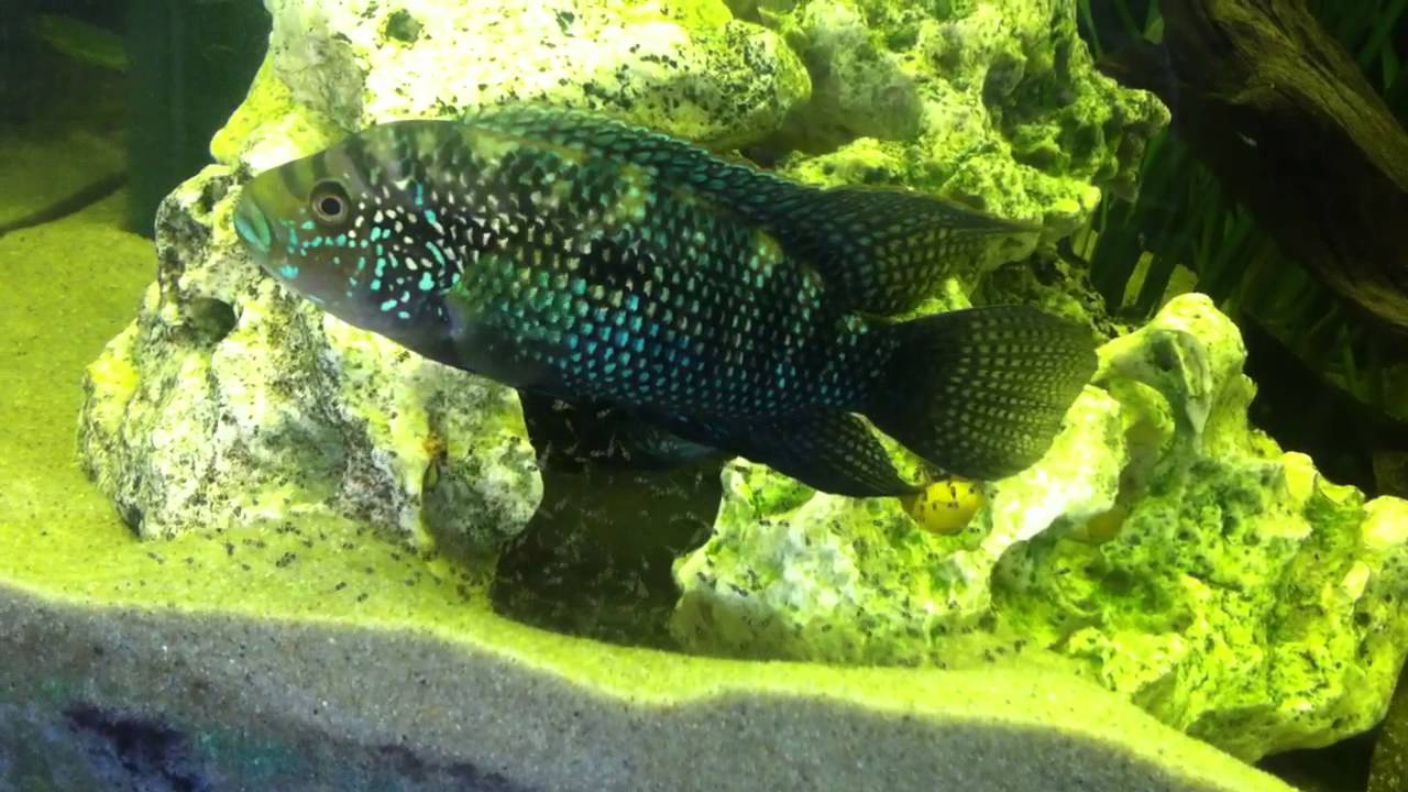 dempsey hill Rocio octofasciata (Jack Dempsey cichlid)