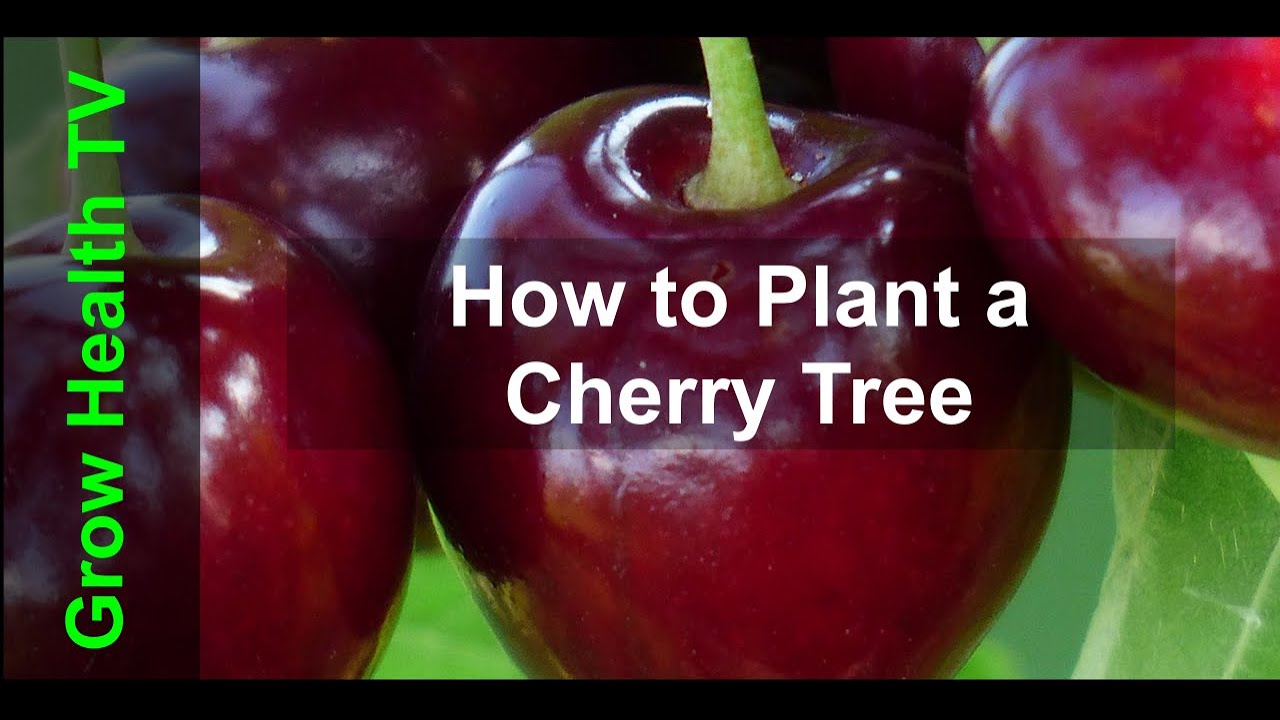How to Plant a Cherry Tree Grow Health TV YouTube How to Plant a Cherry Tree Grow Health TV YouTube