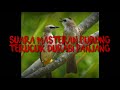 Durasi Panjang Suara Masteran Burung Terucuk Mp3 - Mp4 Download