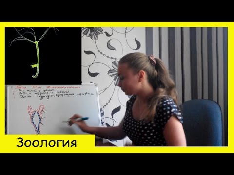 Тип кишечнополостные| Пресноводная гидра.