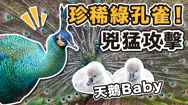 綠孔雀 鳳凰 各種珍稀鳥類繁殖場!baby破蛋感動時刻~兇猛攻擊飼育員頭部超驚險畫面! - 天天要聞