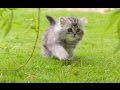 【B站/纪录片】第五频道-小喵的秘密.上（Ch5-the secret life of kittens ）英语中字/翻译by纪录片之家字幕组