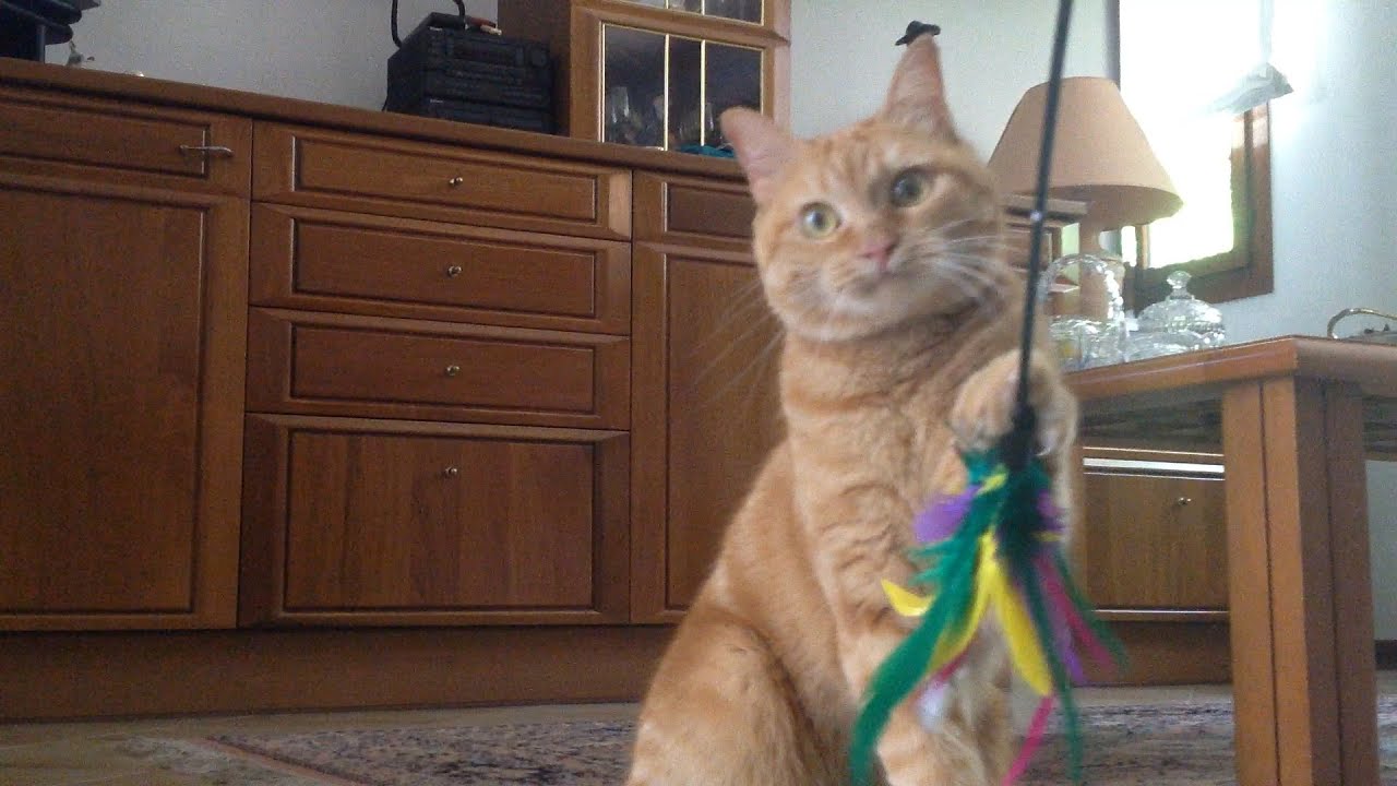 feather waggler cat toy