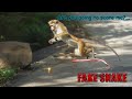 Fake Snake Prank on Money Hilarious Reactions | Snake Prank