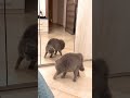 Cat vs mirror