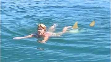 9 minuten die de manier waarop je naar haaien kijkt zullen veranderen