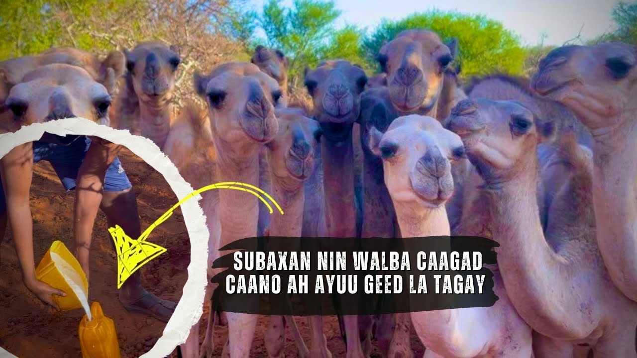 WAXANNU WAYNAY MEEL AN CAANAHA KU SHUBNO BADNAAN AWGEED JAWIGA SUBAXA EE XERADA GEELA