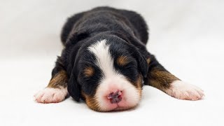 What is the intelligence level of Bernese Mountain Dogs?