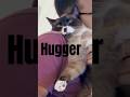 “I dont want a cat”, one said. #cat #cute
