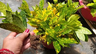 100% updated video how to grow croton from cutting । क्रोटन प्लांट को कटिंग से लगाएं मेरे तरीके से