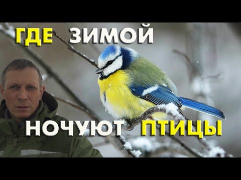 Где зимой ночуют птицы, и как мы больную птицу принимаем за доминирующую / Репортаж орнитолога