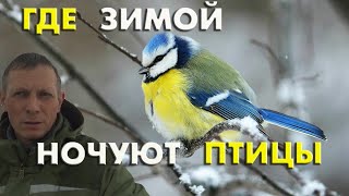 Где зимой ночуют птицы, и как мы больную птицу принимаем за доминирующую / Репортаж орнитолога