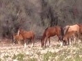 Wild Horses, New Foal