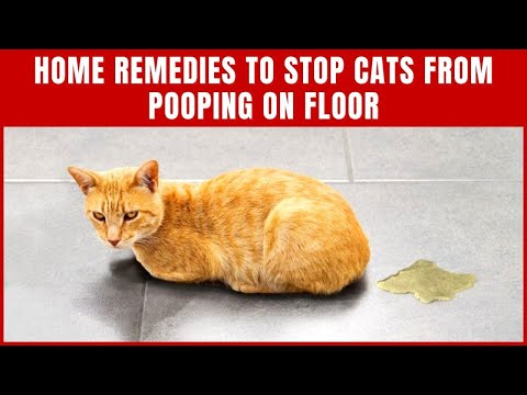 Vídeo: É seu gato Pooping na banheira ou no chuveiro?