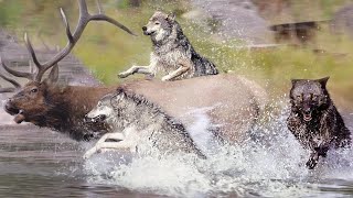 These Wolves HAVE CHANGED the flow OF RIVERS!