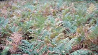 Entrainement Au Parc À Sanglier