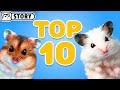 Top 10 Best Hamster Shorts #1 🐹 Homura Ham