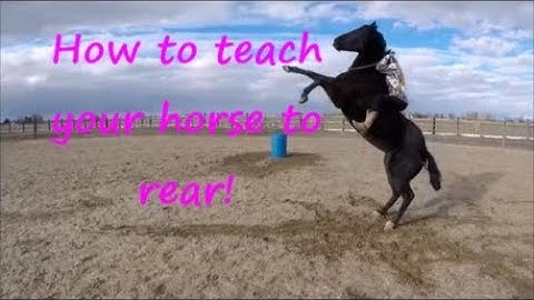 HOW TO TEACH YOUR HORSE TO REAR TACKLESS