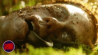 Skull Found In The Woods | Lake Placid | Now Scaring