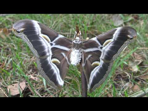 Eri Silkmoth: Samia ricini - 4K Quality - High Definition - No Commentary - Saturniidae