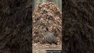 The Bird That Uses Compost to Hatch Eggs! 🌡️🥚 | Malleefowl Engineering