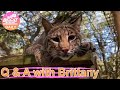 Thursday Morning Walkabout with Brittany and the Big Cats at Big Cat Rescue  10 07 2021