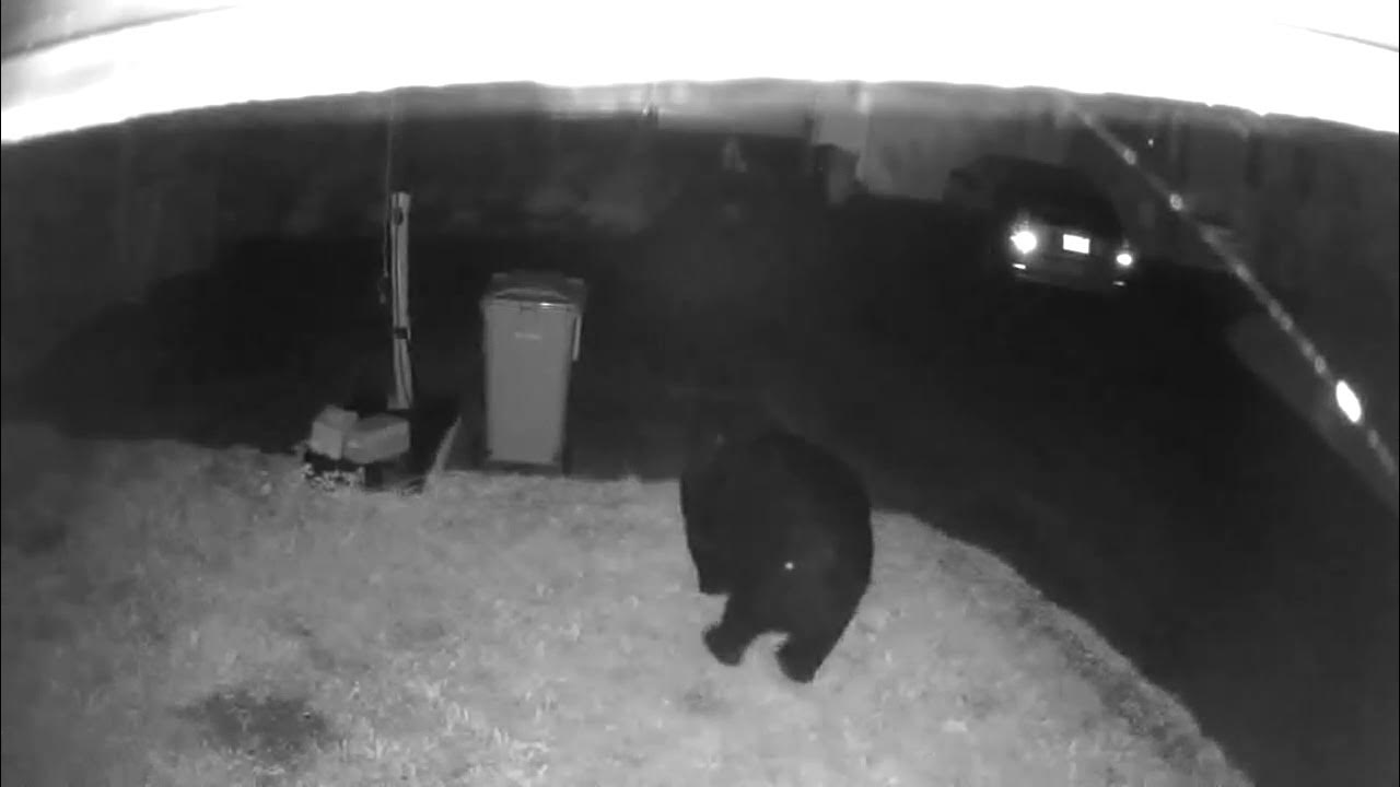 Black Bear Halifax Nova Scotia YouTube