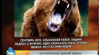 В этом году медведи уже трижды нападали на людей в Иркутской области