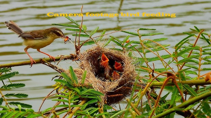 Can a Baby Bird Eat a Worm: Essential Facts You Need to Know