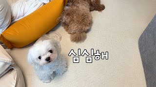 What do dogs do when their owners are at work? by 순덕순덕 13,260 views 6 months ago 2 minutes, 34 seconds