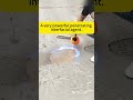 NBS Sand Fixing Agent #waterproof #best #coating #supplier   #chinafactory