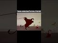 Popeye Saving Swee Pea From A Prize Bull Shorts Popeye Cartoon Funny Funnyvideo Funnyvideos