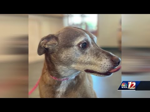 Video: Přijatelný pes týdne - Rolly