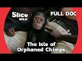 Returning to the wild the story of cannelle the chimp  slice wild  full documentary