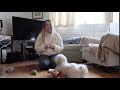 Spend some time with my Havanese puppy and I | Updates and training