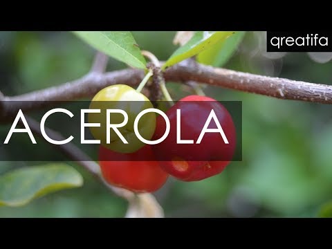 Video: 15 Manfaat Kesihatan Acerola Yang Menakjubkan