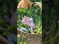 ससा #शेतकरी #youtubeshorts #shorts #likesharesubscribe #farmlife #प्राणी #nature #kc