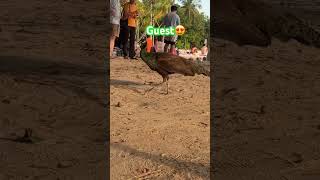 Today’s beach moment: a peacock’s gentle stroll #peacock #singapore
