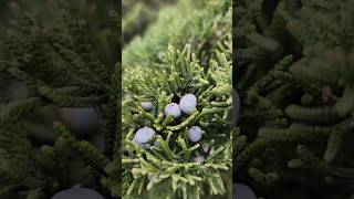Juniper Berries | Medicinal Benefits, Culinary Uses, and How to Use Them Properly