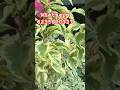 Thailand imported variety Bougainville plants available.ditect delivery available. #garden #trending