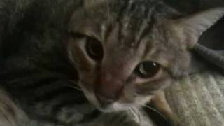Tiger my fat depressed cat by Yonatan Bar Gal 951 views 14 years ago 54 seconds