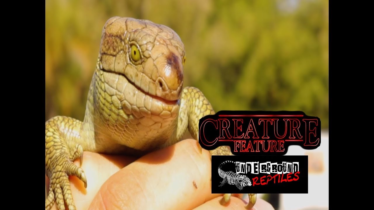 leopard print Creature Feature 1/16/19