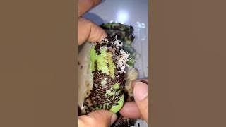 KUE Pukis Paling Enak Lembut Rasa Pandan Coklat#shorts