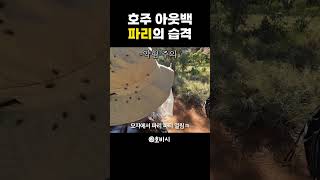 파리왕국 아웃백 울룰루#Uluru