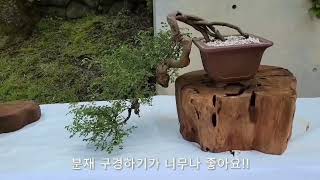 #아름다운 제주도 분재전시회 (제주돌문화공원)