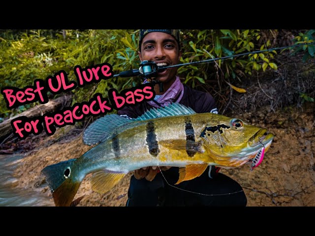Best UL/Finesse lure for Peacock Bass 